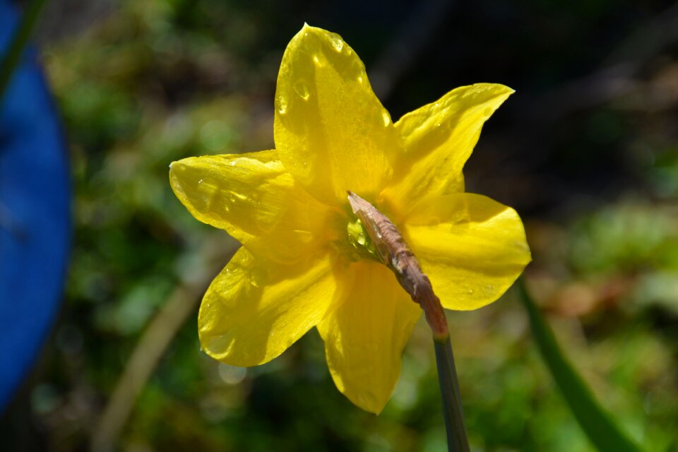 Nature spring petal