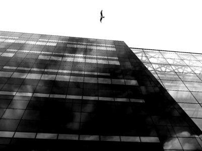 Skyscraper glass seagull