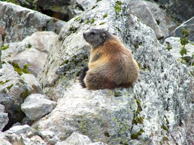 Animal wild live fauna