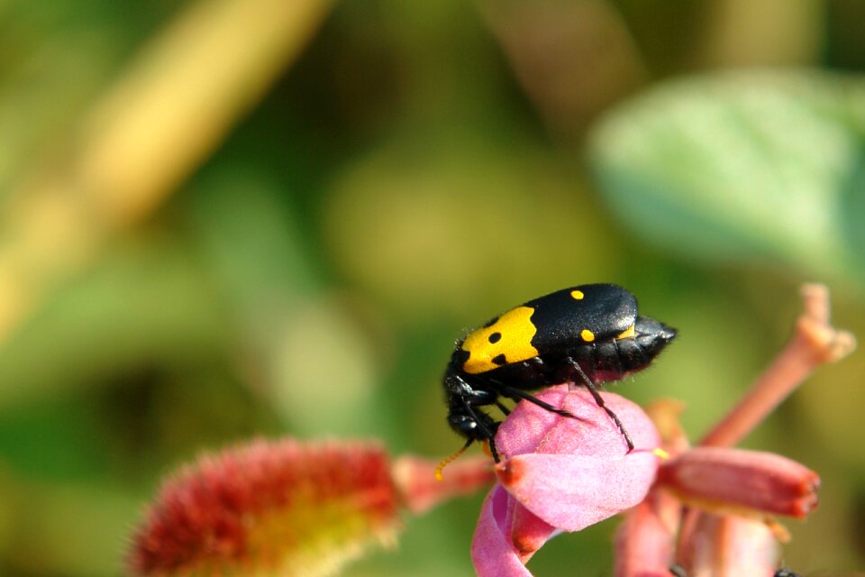 Eating nature wasp