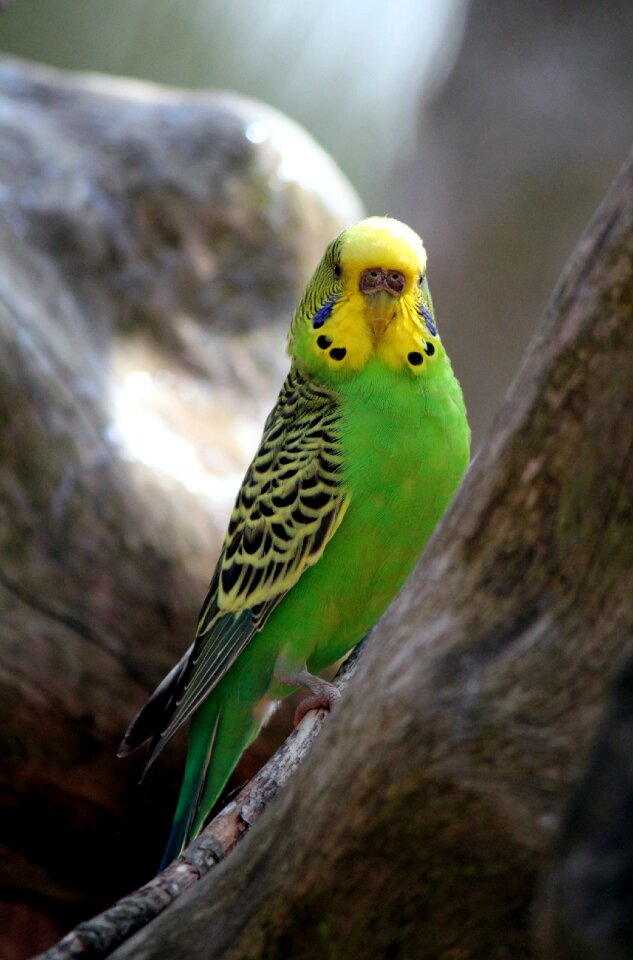 Feathers plumage nature