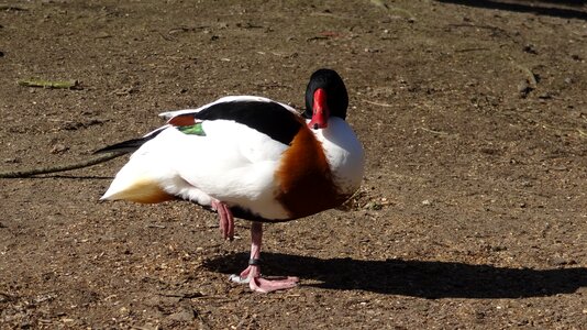 Duck drake water bird