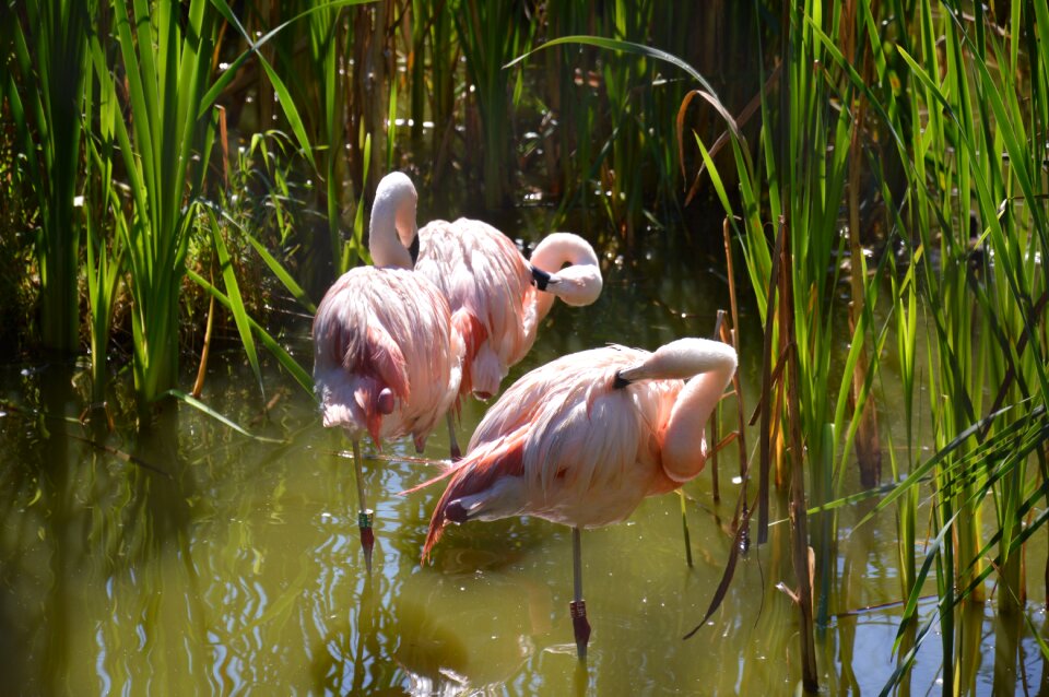 Nature birds Free photos