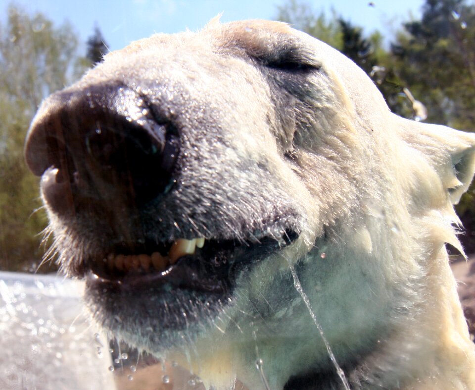 Zoo animal white fur photo