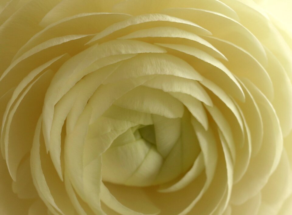 Nature spring white flower