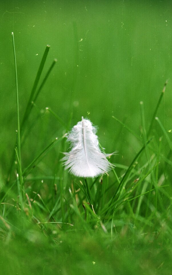 Bird dreamy nature