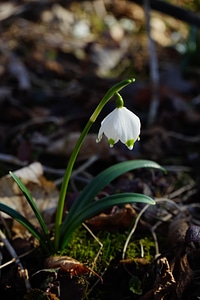 Bloom white forest photo