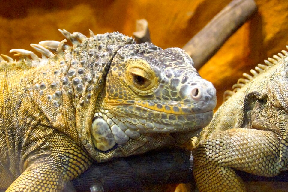Lizard dragon smile
