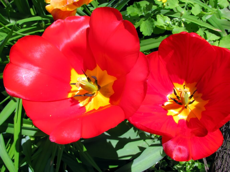 Flower tulips red