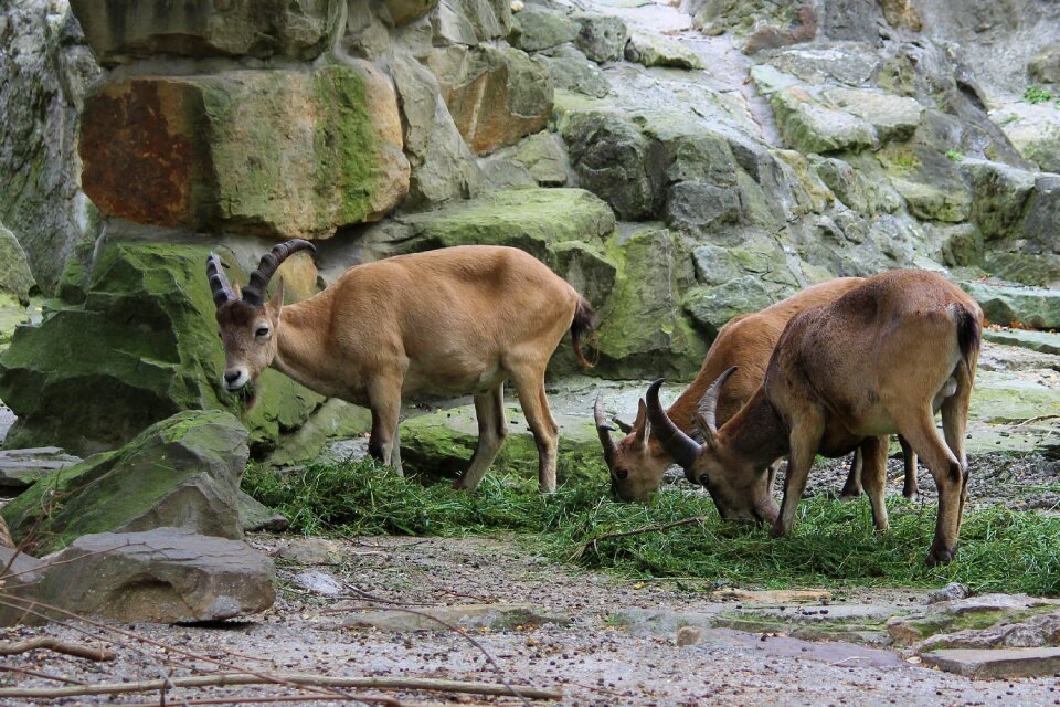 Animal world zoo berlin