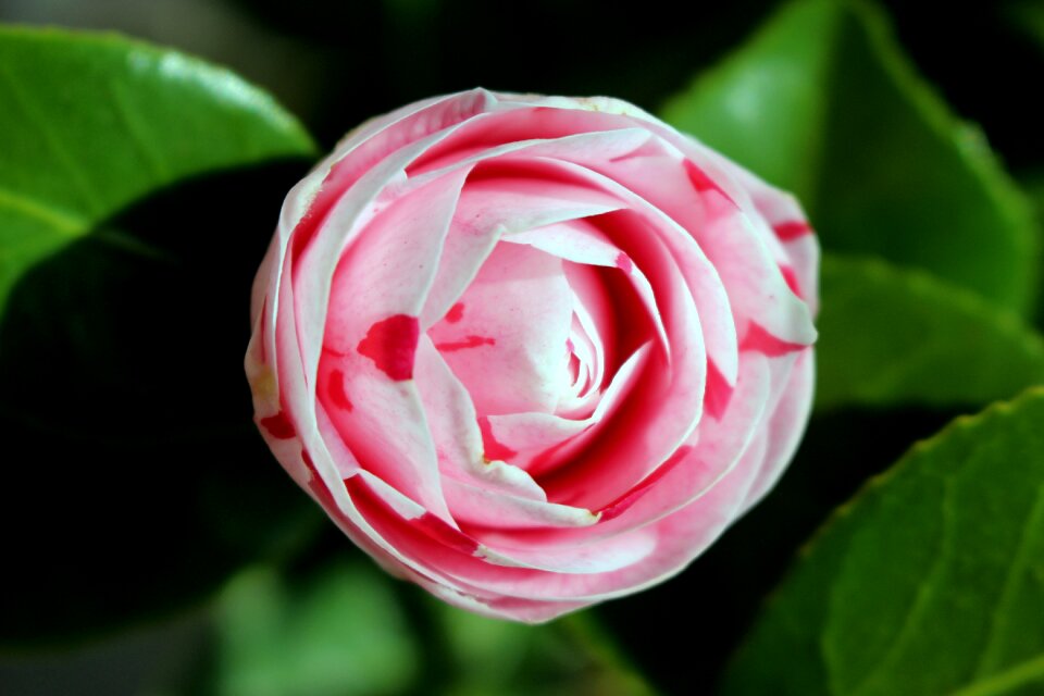 Camelia nature spring