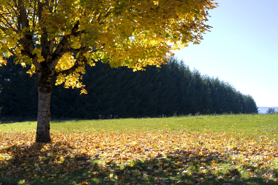 Nature landscape leaves