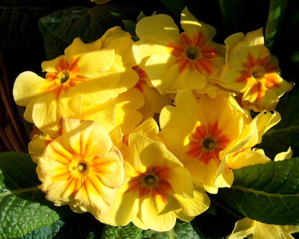 Primrose yellow flower spring flower