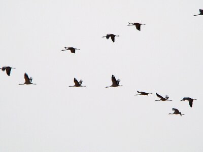 Migration birds walk