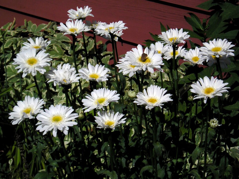 Flower beauty nature