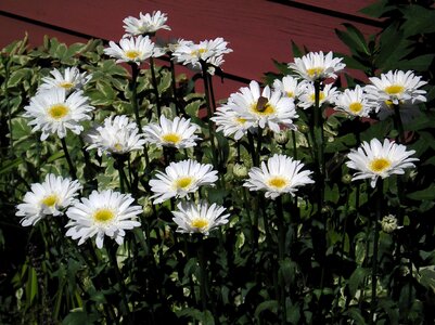 Flower beauty nature