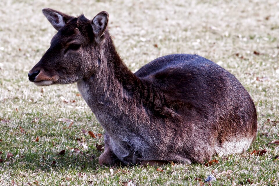 Red deer young deer fallow deer