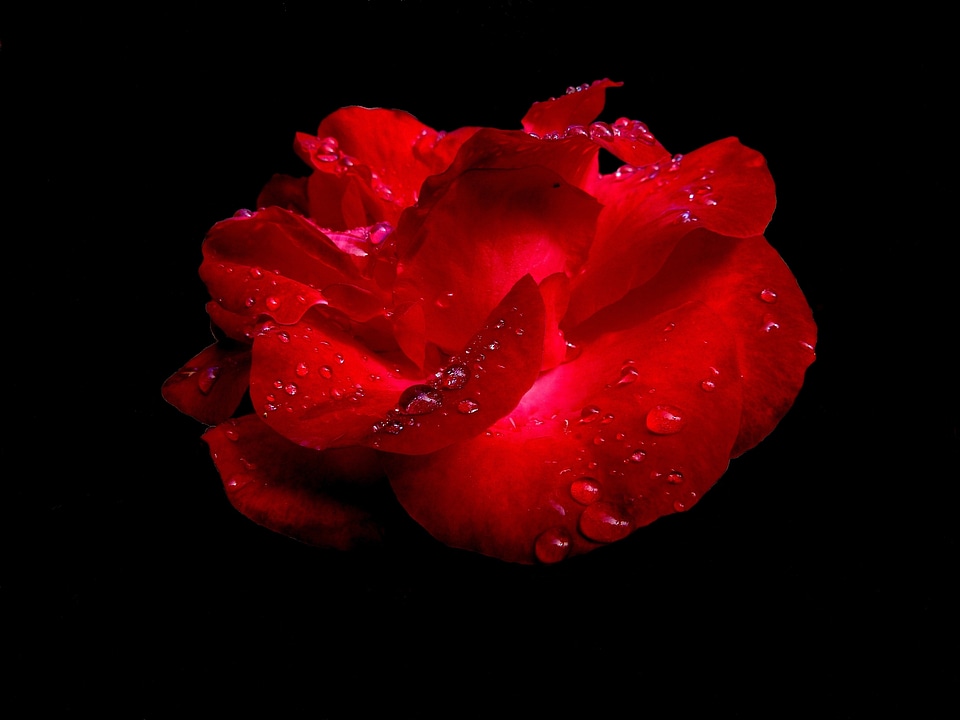 Garden red rose dew drops