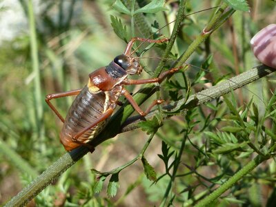 Creature grasshopper viridissima photo