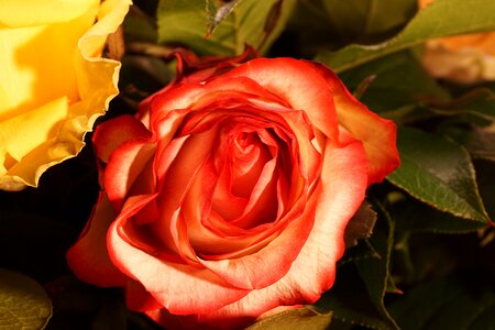 Bloom nature red rose photo
