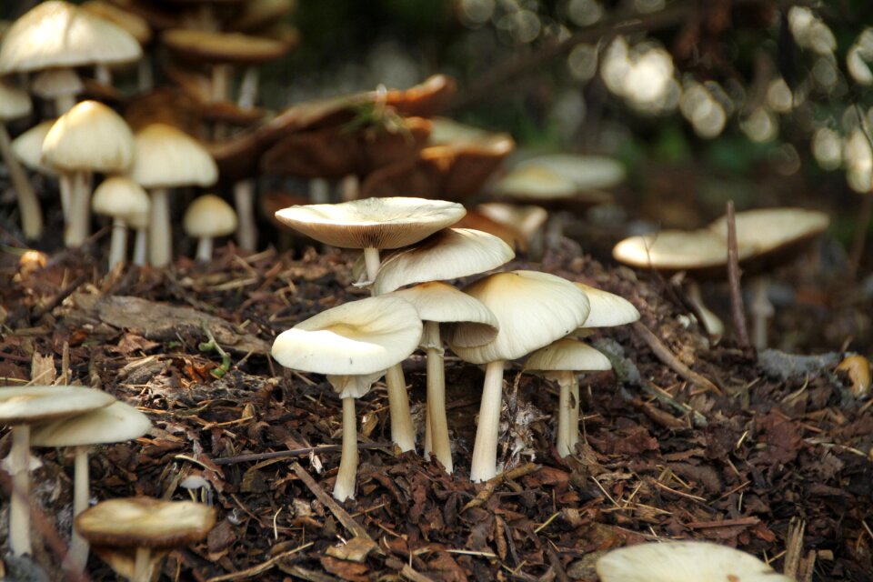 Fall nature forest