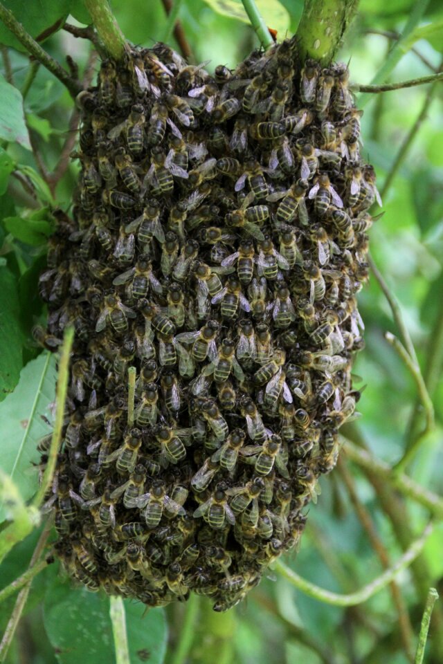 Pollinator honey honey bee