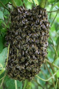 Pollinator honey honey bee