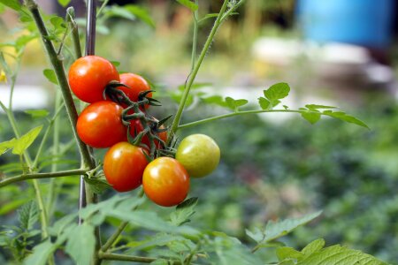 Green agriculture branch