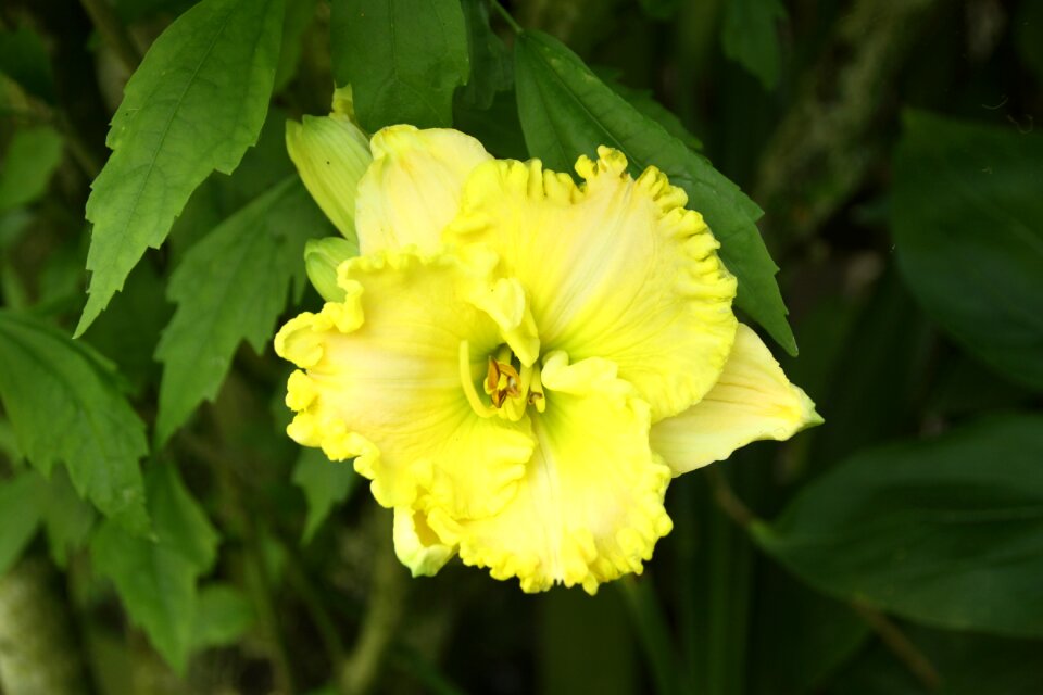 Garden flower summer
