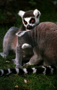 Nature animal wildlife
