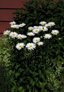 Flower beauty nature