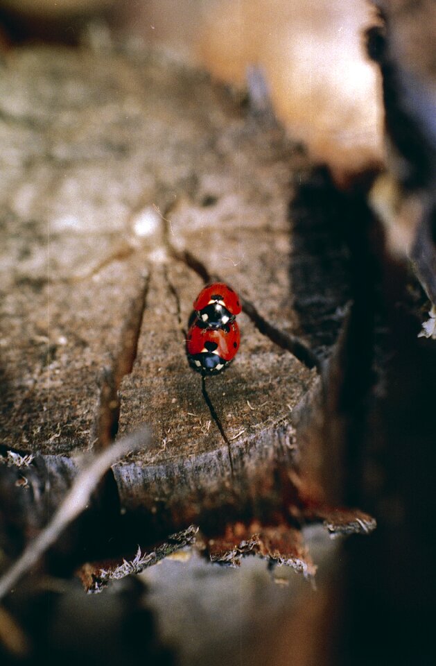 Insect nature red