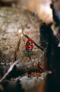 Insect nature red photo