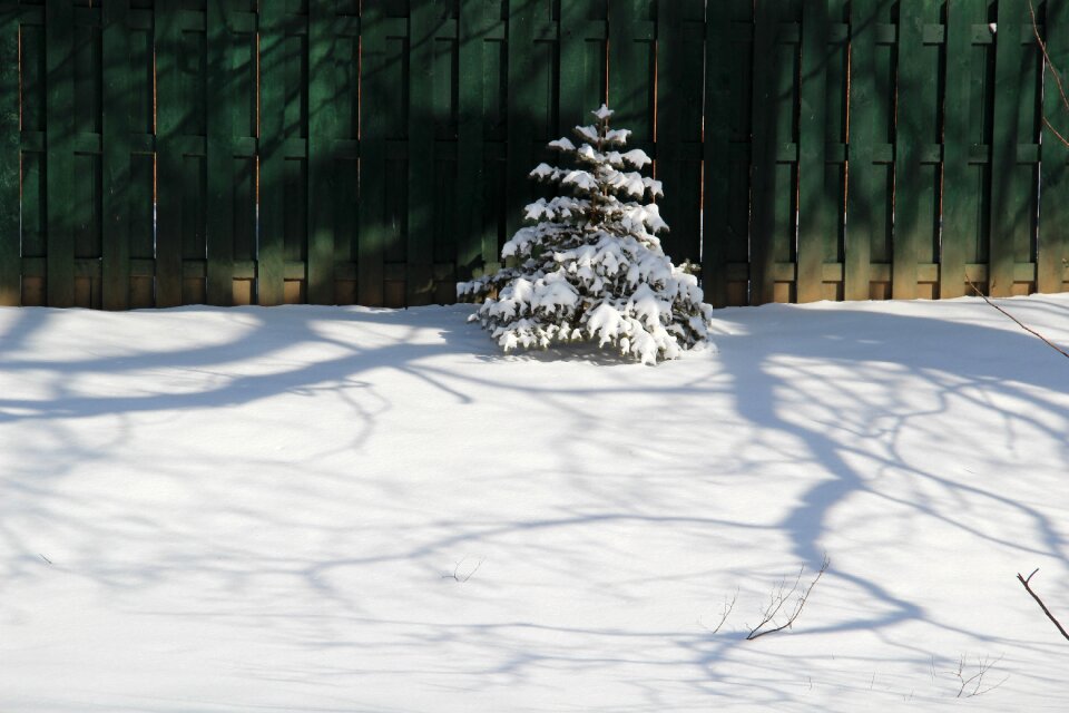 Fence winter