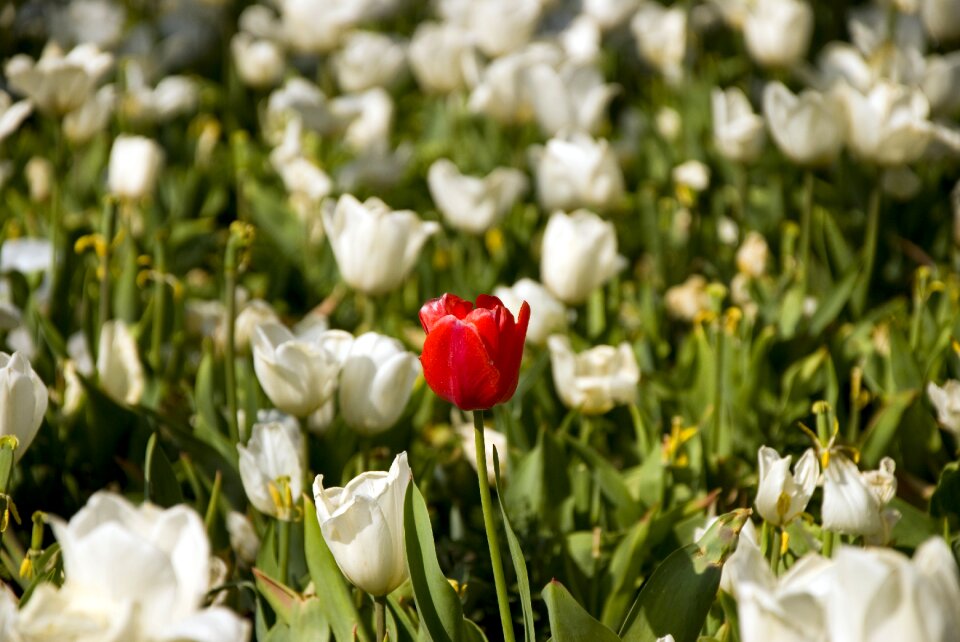 White tulips bahcesi