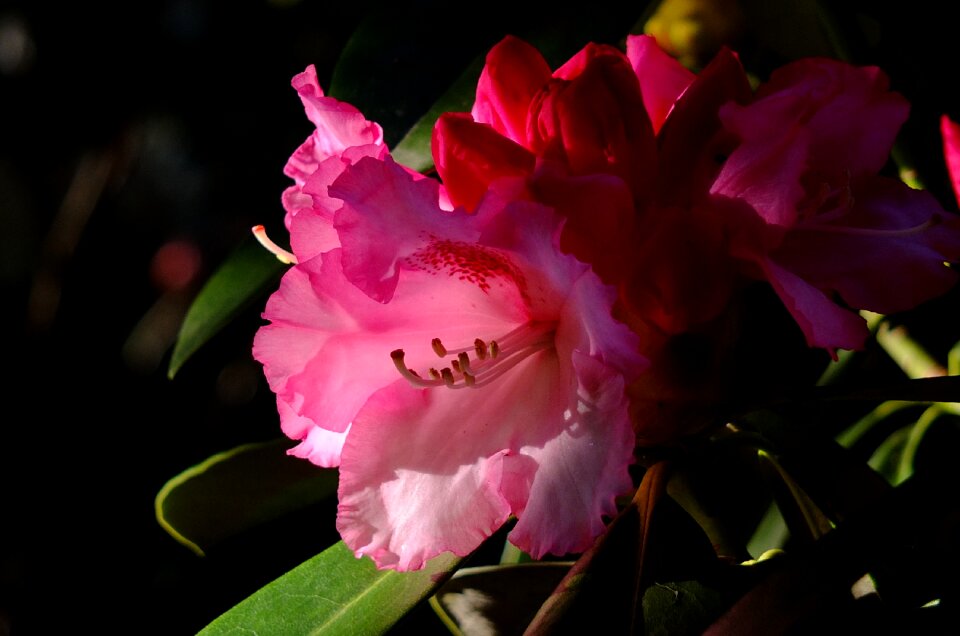 Blossom bloom red