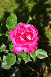 Petals thorns garden photo