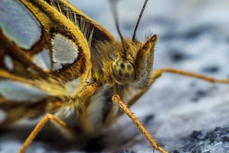 Macro life fragile