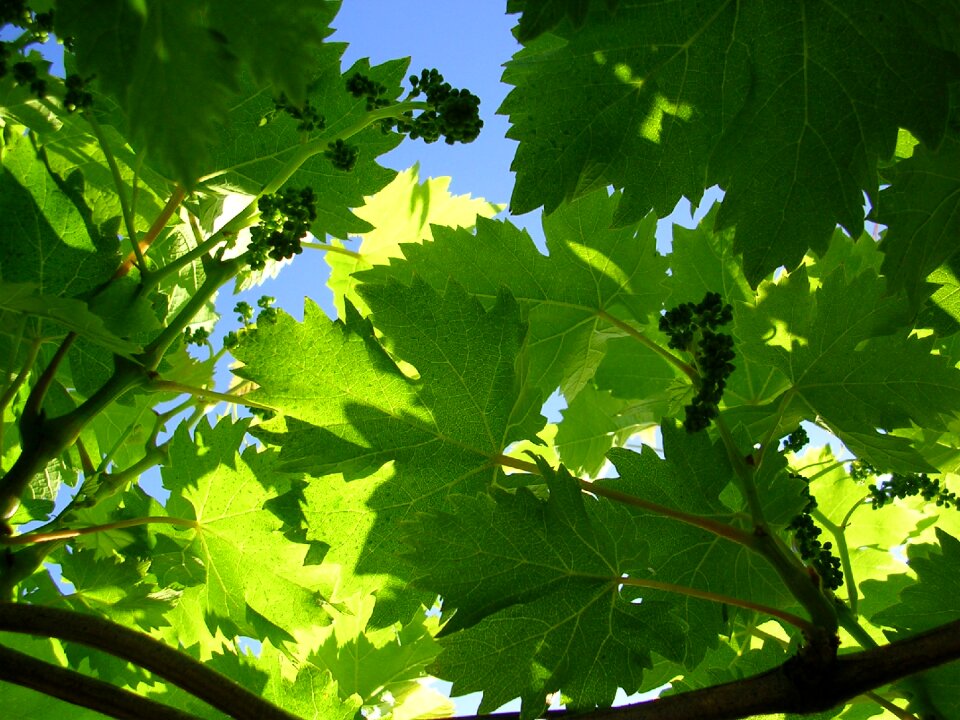 Vine grape green