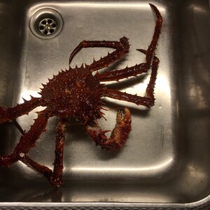 Sea king crab shellfish