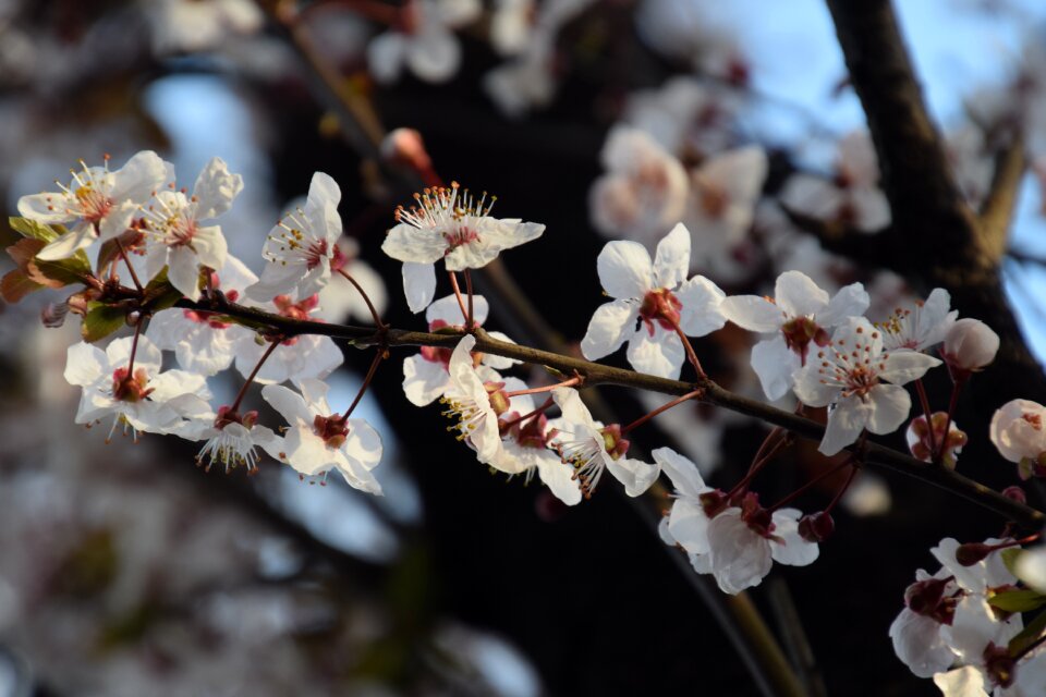 Nature blossom tree