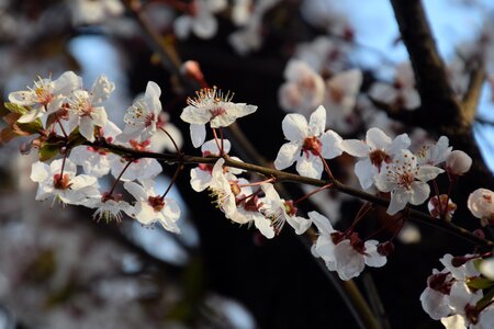 Nature blossom tree photo