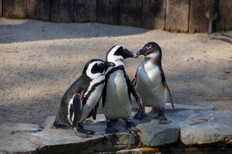 Penguin water bird zoo