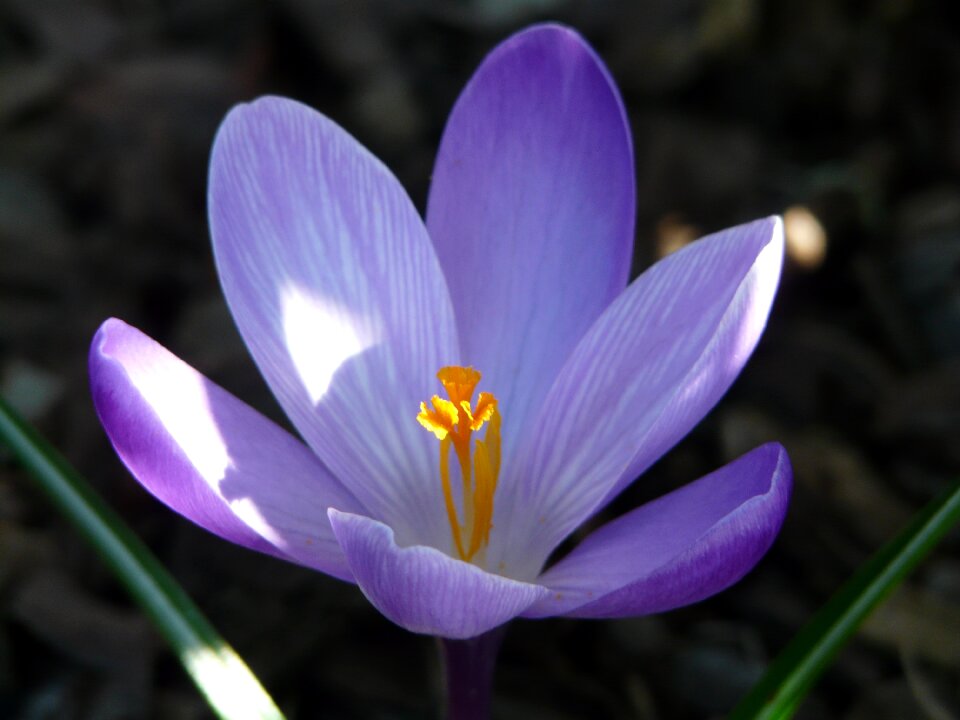 The delicacy the freshness violet
