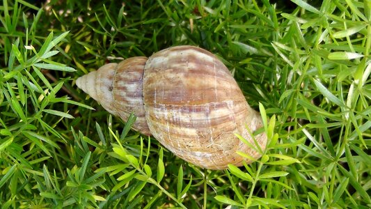 Outdoors nature slug