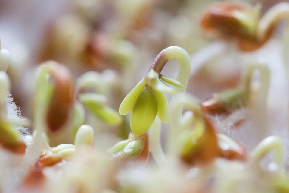 Developing germ embryophyta germ leaves