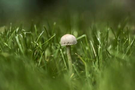 Nature small fungus