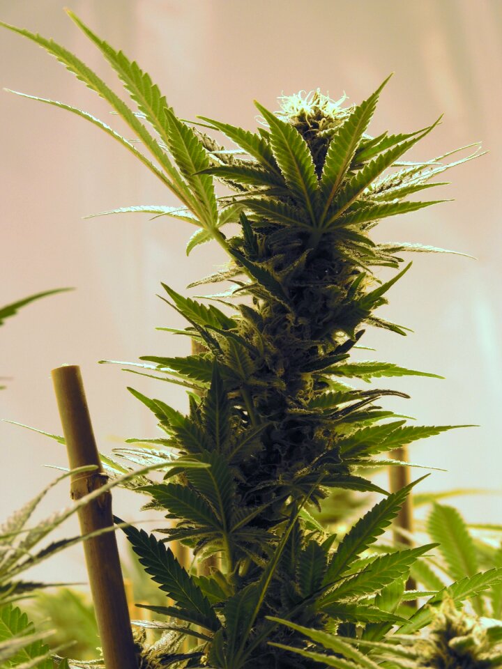 Hemp indoor pot