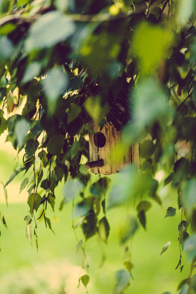 Tree nature leaves