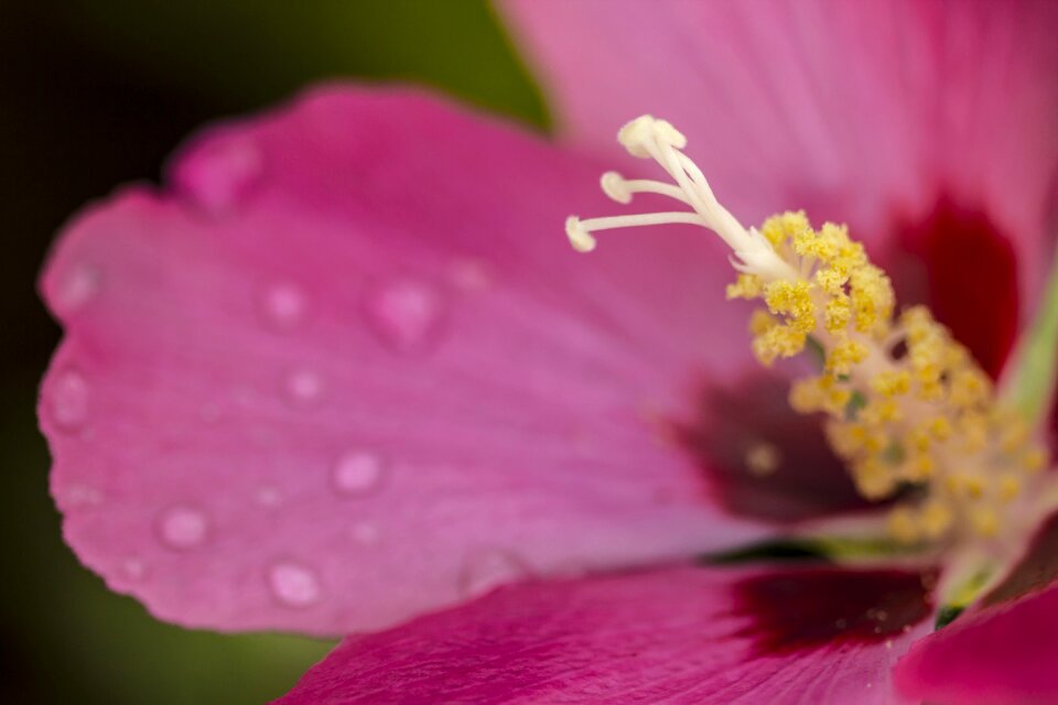 Flower nature bloom